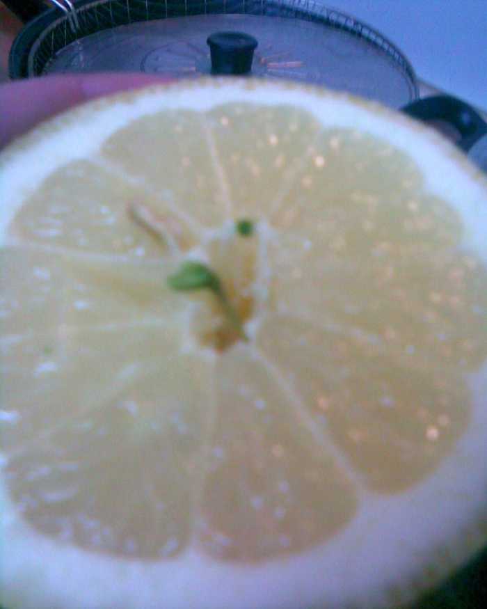 How to Grow Citrus Trees from Seed How to Get the Pips from Lemons or