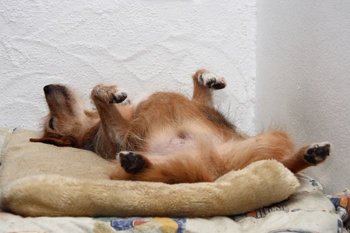 Dogs can sleep in human like positions