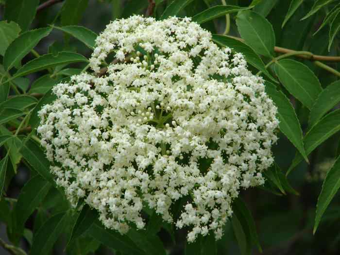 Best Elderflower Cordial Recipe & Elderflower Wine Recipe HubPages