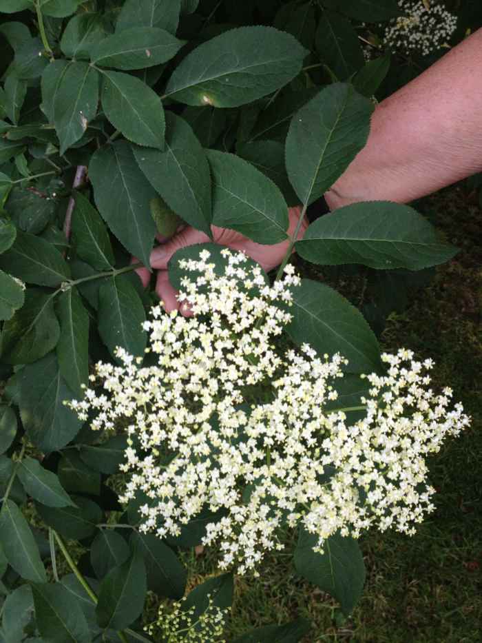 Best Elderflower Cordial Recipe & Elderflower Wine Recipe HubPages