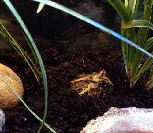Regardless of whether there are gnats or not, Michonne really likes to bury herself in the moist soil.