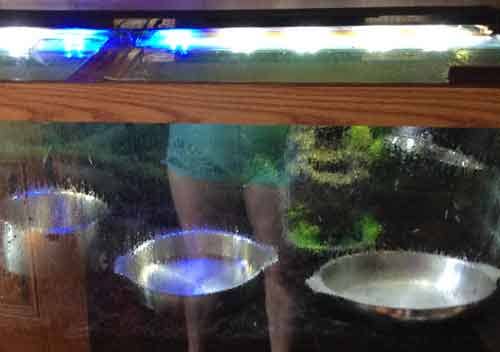 Gnats do seem to drown very easily, so I saturated the tank with steam and boiling water.