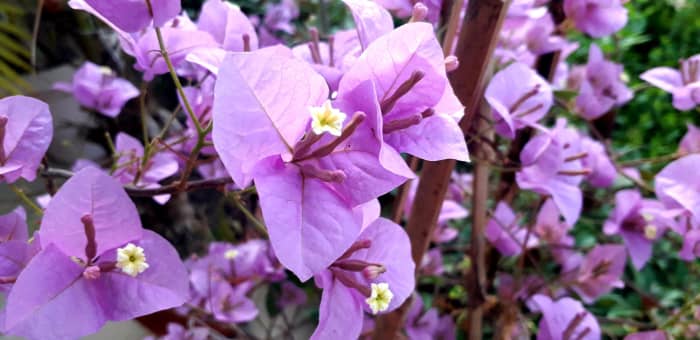 Each day is a blessing. Blossoming of the flowers, give hope and happiness. Stay Safe—This Too Shall Pass