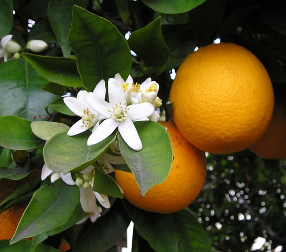 Ellen Levy Finch photographed these orange blossoms and oranges—Citrus sinensis (sweet orange)—on March 23, 2004.