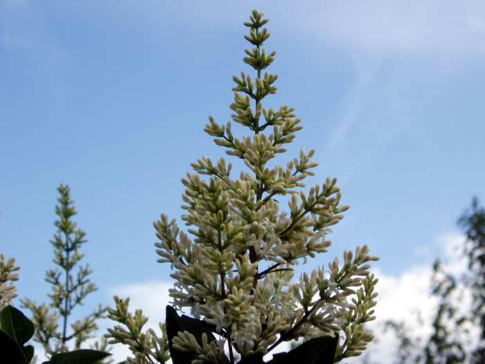 See: http://commons.wikimedia.org/wiki/File:Daniel_Fuchs.CC-BY-SA.Ligustrum_vulgare.Flowers.JPG