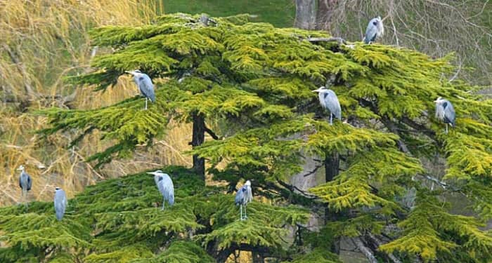 Here is a treasured view of the Blue Heron Colony at Beacon Hill Park, which runs along the Douglas Street side of the park.
