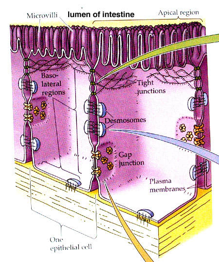 Diagram showing the areas of tight junctions within a cell. This is one area where many nutrients and other substances are transported between cells.