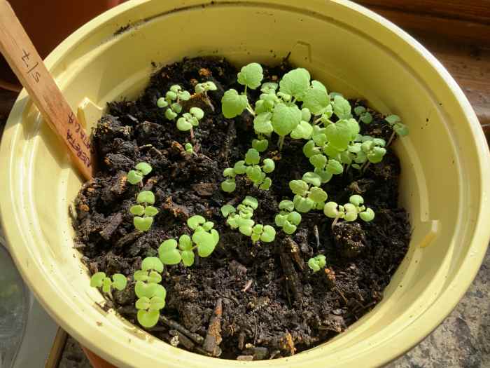 How to Grow Catnip From Seed HubPages