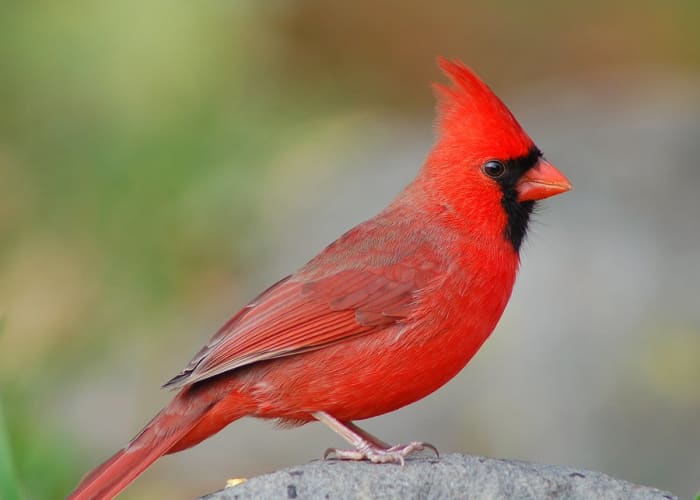 Northern Cardinal: North Carolina's State Bird (id Guide) - Owlcation