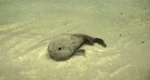 A psychrolutid fish, most likely a Western Blobfish, Psychrolutes occidentalis, photographed by an ROV, at a depth of approximately 1220 m, 70 km off Barrow Island, North West Shelf, Western Australia