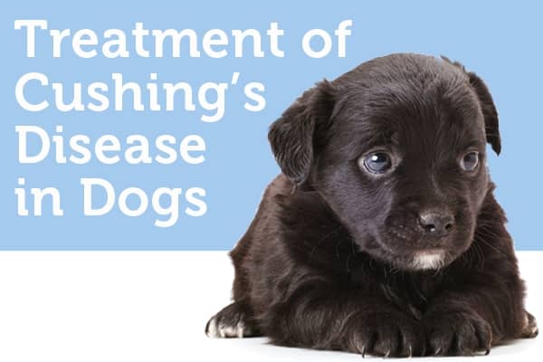 Canine Cushing's Syndrome in Dogs - HubPages