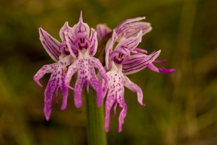 The Orchis italica aka naked fairy orchid is native to Mediterranean climes such as in Italy where it is common. Nature is full of surprises.