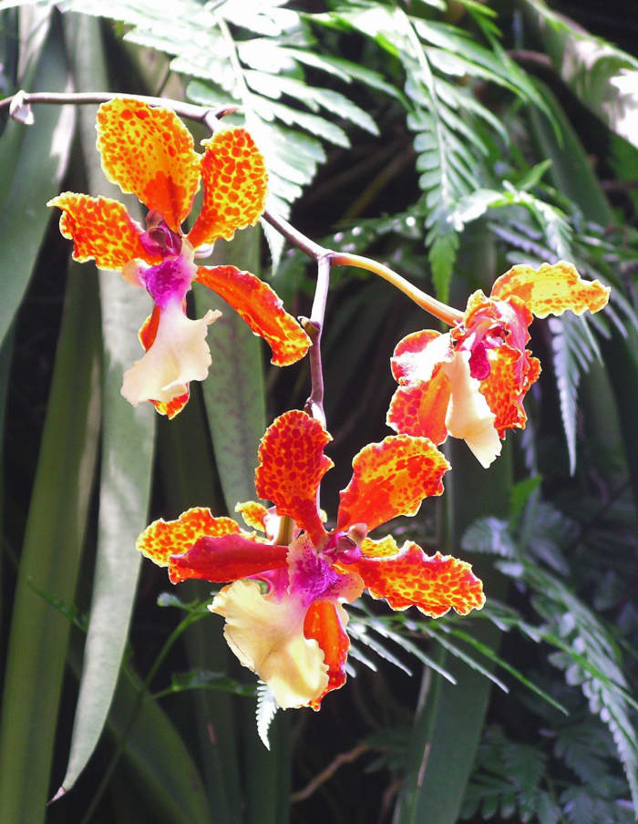 The Singapore Gardens are renowned for the orchid collection which amounts to thousands of varieties. If you love orchids, you might never come out.