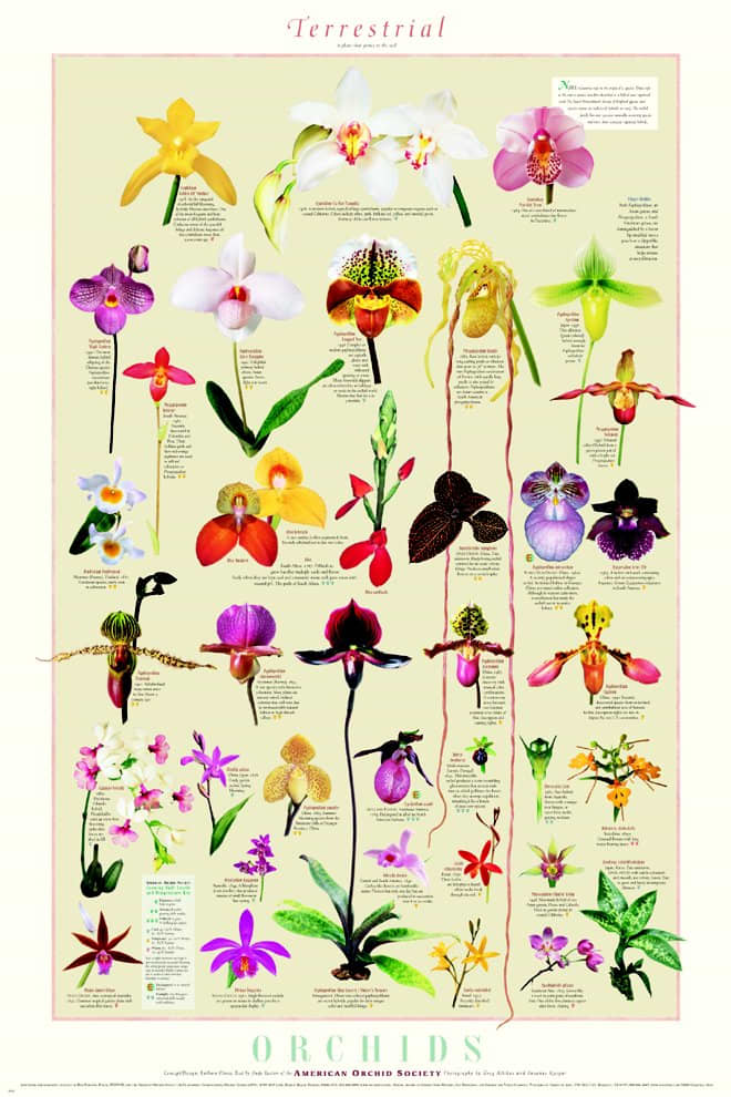 Here are a few of the many varieties of orchid colors and shapes. In this case, orchids have inspired many a tattoo.