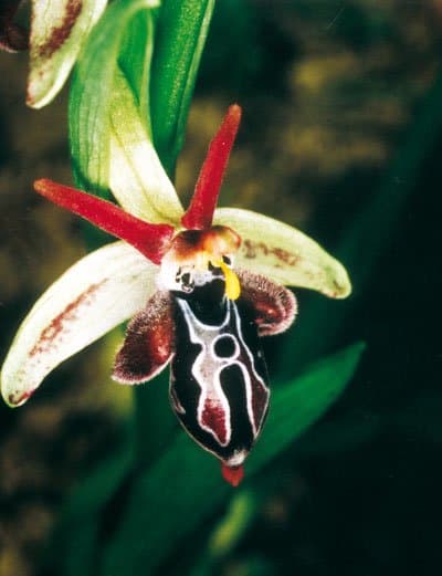 Orchid blooms also come in a wide variety of shapes as well. Some are common and others rare. The rare ones are prized by those who have them in their collection.