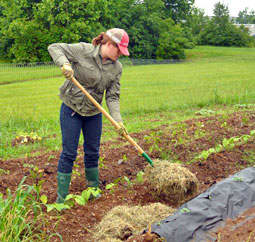 Mulching in a vegetable garden helps to retain moisture and to keep weeds at bay. Typically, straw or leaves are used here instead of bark chips.