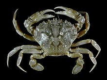 In South Australia we have big juicy crabs that you would begrudge giving the fish. They do love it though.