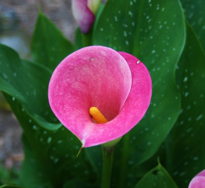 Calla lilies look like they'd be difficult to grow, but they actually aren't finicky at all.