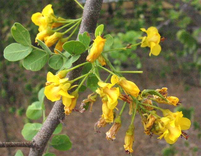 Detail on the flowers and leaves of Mexican logwood (Haematoxylum brasiletto), also traded as Brazilwood during the golden era of natural dyes.