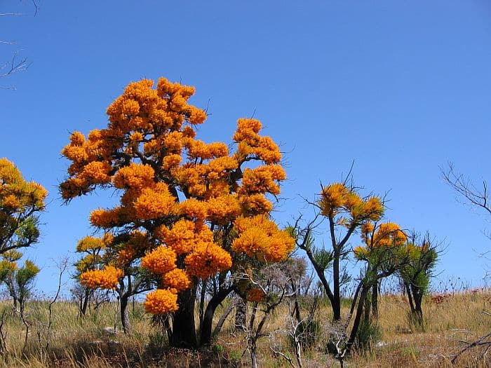 The Australian Christmas Tree, Nuytsia floribunda, and Its Ingenious ...