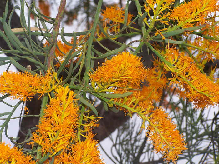 The Australian Christmas Tree, Nuytsia floribunda, and Its Ingenious
