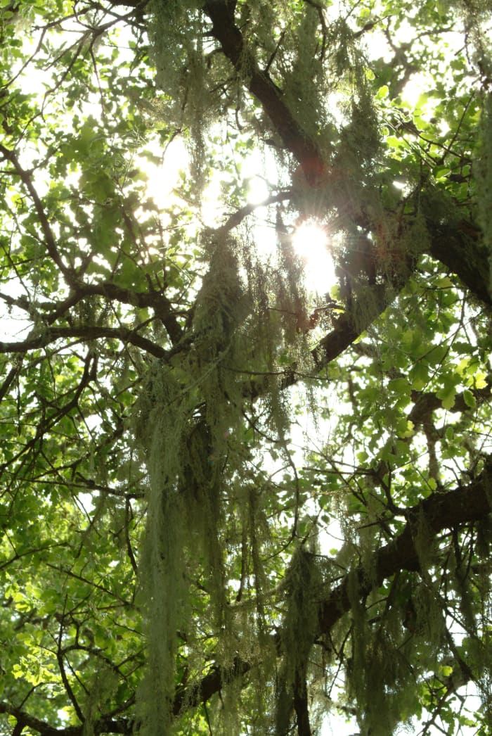 The sun shines through cloth-like willow tree moss next to Lake Hennessey's shoreline.