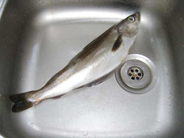 How to Clean and Cook a Whole Pollack or Pollock HubPages