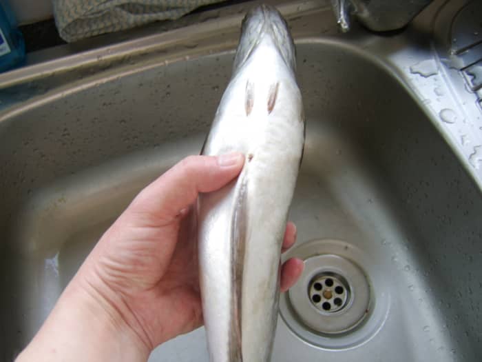 Thumb discreetly shows the point from which the forward cut will be made in order to remove the guts of the pollack