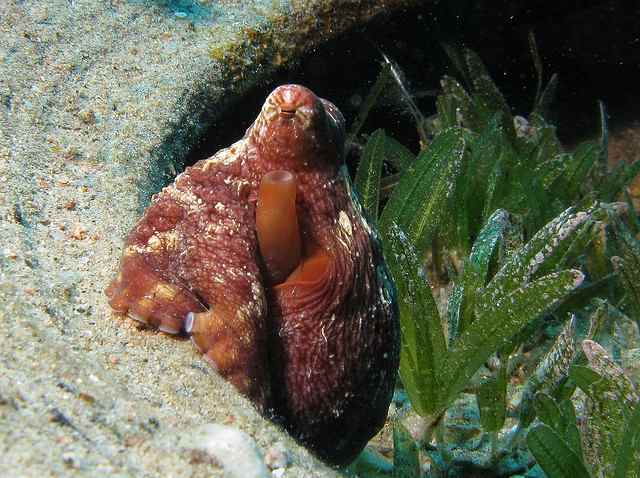 The siphon through which the octopus expels water as it breathes can be easily observed in this image.