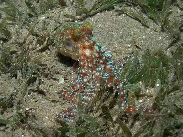 A White Spotted Octopus hunting for molluscs and crabs in the sea grass at night in Aqaba Marine Park. www.redseaexplorer.com