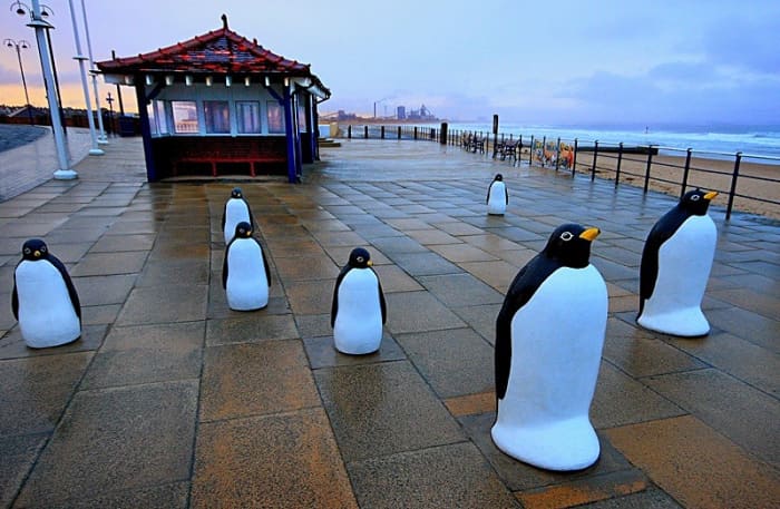 Things have moved on apace at Redcar. These visitors have found the place to their taste - just joking. This is the Penguin Parade on the Esplanade, a light-hearted addition to the sea-front
