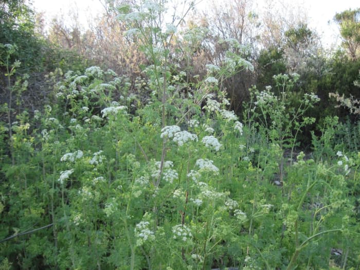 These delicate and graceful plants might tempt you to pick them for a bouquet. Don't do it. This is deadly poison hemlock. For a closer look, please click the picture.