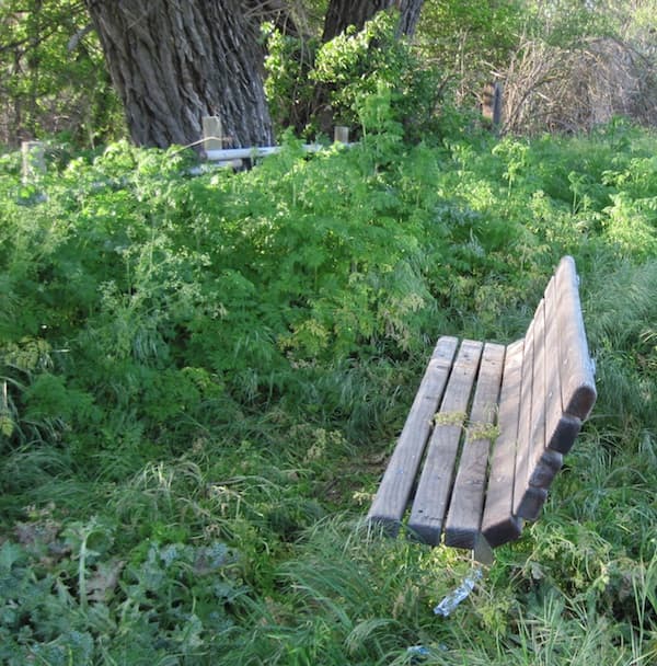 Taken at Lawrence Moore Park, Paso Robles. Here the fence-high poison hemlock, is preparing to grow even higher. Looks like someone might finally be spraying to get rid of it around the bench.