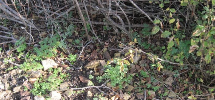 Taken in my own yard in mid-November. These new poison hemlock seedlings germinated from seeds dropped by parents across the fence. The poison oak is also creeping across.