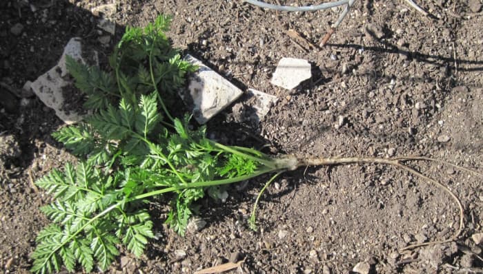 This is the root of a small poison hemlock plant. The larger the plant the larger the taproot, which may be divided as this one is. If you get close you will notice a musty or sickeningly sweet smell that will repel you. This is no wild carrot.
