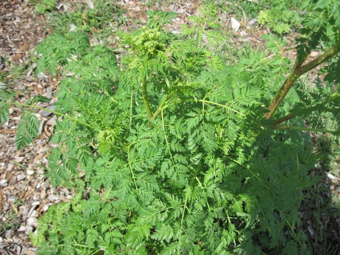 In this picture you see the purple-spotted stem and a good view of the leaves. You can also see the buds of the flowers forming. Please click for a closer view.