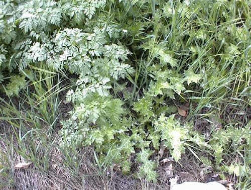 One of its best friends is milk thistle, with its beautiful milky veins in its large and prickly leaves. Taken in my back yard.