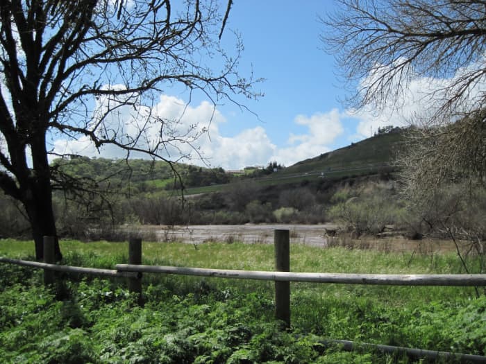 Taken at Lawrence Moore Park, Paso Robles. Here the poison hemlock grows along the fence by the Salinas River.