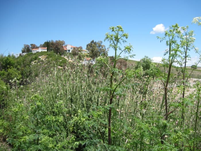 This scene from my garden area May 30 shows what can happen after lots of rain if you don't get the weeds right away. Fortunately my husband hired someone to help so we could have a garden that year. Click to see the purple thistle flowers enlarged.