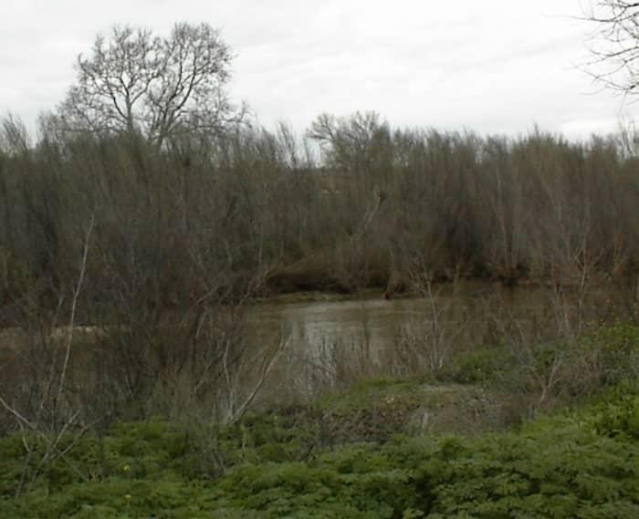 Taken at Lawrence Moore Park, Paso Robles. Here we see poison hemlock growing along the river banks.