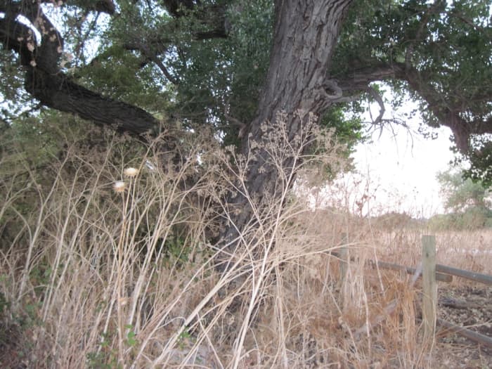 Taken at Lawrence Moore Park, Paso Robles. You can also see the dry milk thistle beside the hemlock here. Be sure to read warning in text capsule below.