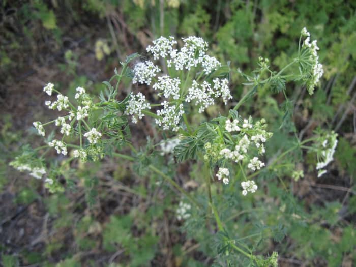Poison hemlock is easiest to recognize when it's blooming, as it is in this picture, during spring and summer. The white flower clusters appear as upside-down umbrellas. Click to enlarge pictures.