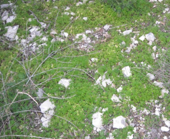 This is a baby poison hemlock forest. This is the stage at which you should get out your hoe and dispatch the tiny plants. This has the potential of becoming a 6-10 foot lethal forest.