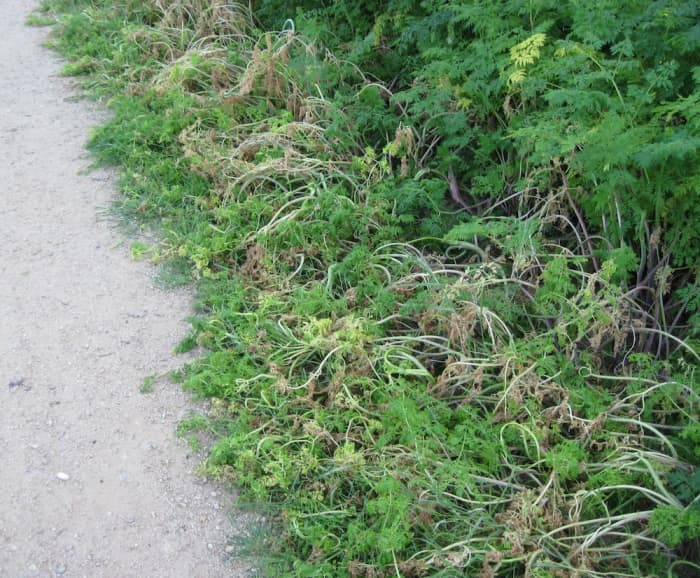 Taken at Lawrence Moore Park, Paso Robles. Here it's growing right by the trail.