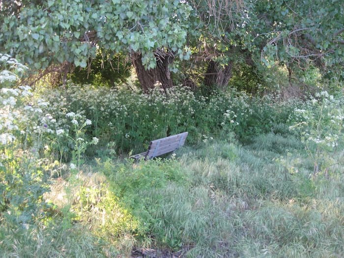 Taken at Lawrence Moore Park, Paso Robles. Here the blooming poison hemlock begins to tower above the top of the bench back.