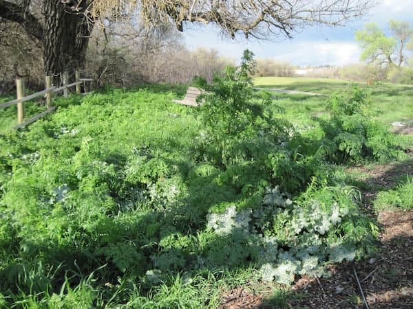 Here the poison hemlock and some of its favorite companion, milk thistle, are creeping up on the park bench.