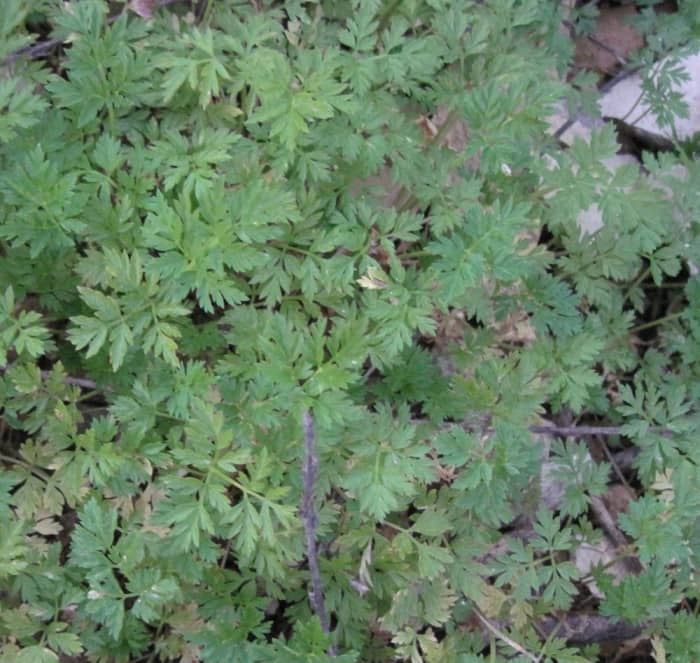 This is a close-up of the above seedlings. Get a good look at their tiny, but well-developed leaves.