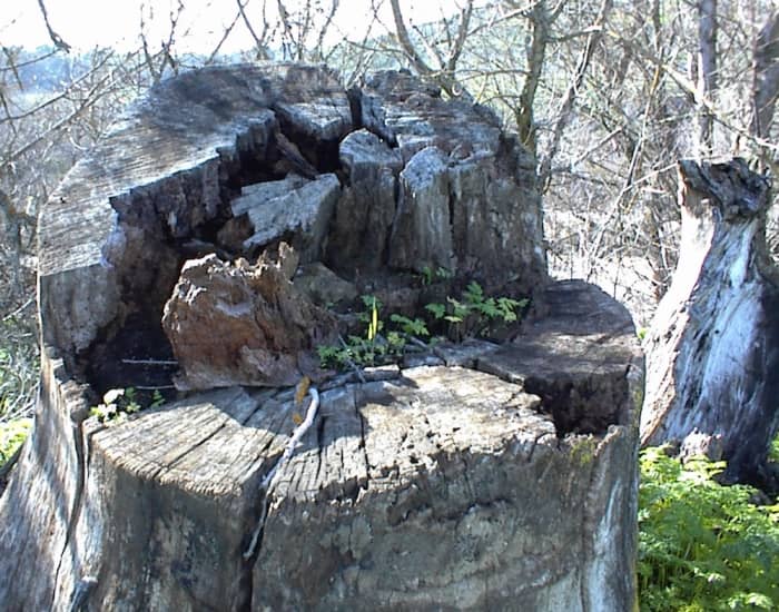 As you see, poison hemlock will grow nearly anywhere it has enough moisture to germinate its seeds. The small seedlings grow in the stump, and their larger cousins grow beside the stump on the ground. Taken at Lawrence Moore Park, Paso Robles.