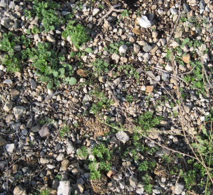 I hope you will recognize the frilly, fern-like poison hemlock here, as opposed to the broader leaf wild mustard seedlings. You will notice the poison hemlock seedlings look a lot like parsley, with which you might confuse it.