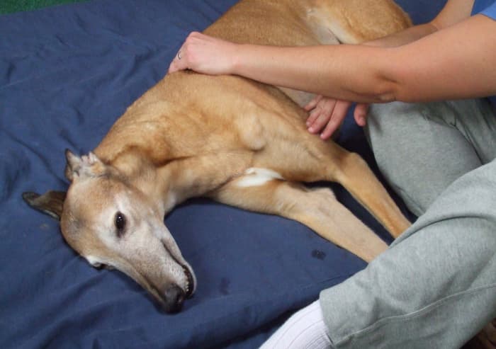 As Red has his front shoulder and front leg massaged, look at his eyes to see how comfortable he is.